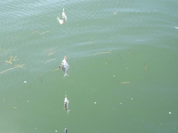 【浜名湖】新居海釣り公園　カワハギの仕掛けにかかった「ヒイラギ3連星」